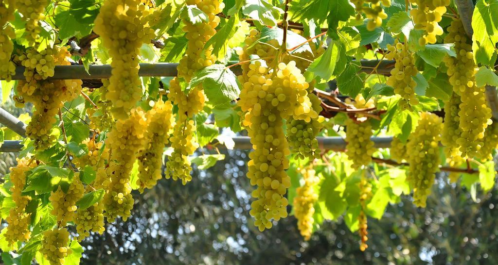 Aris Pension Agia Paraskevi  Buitenkant foto