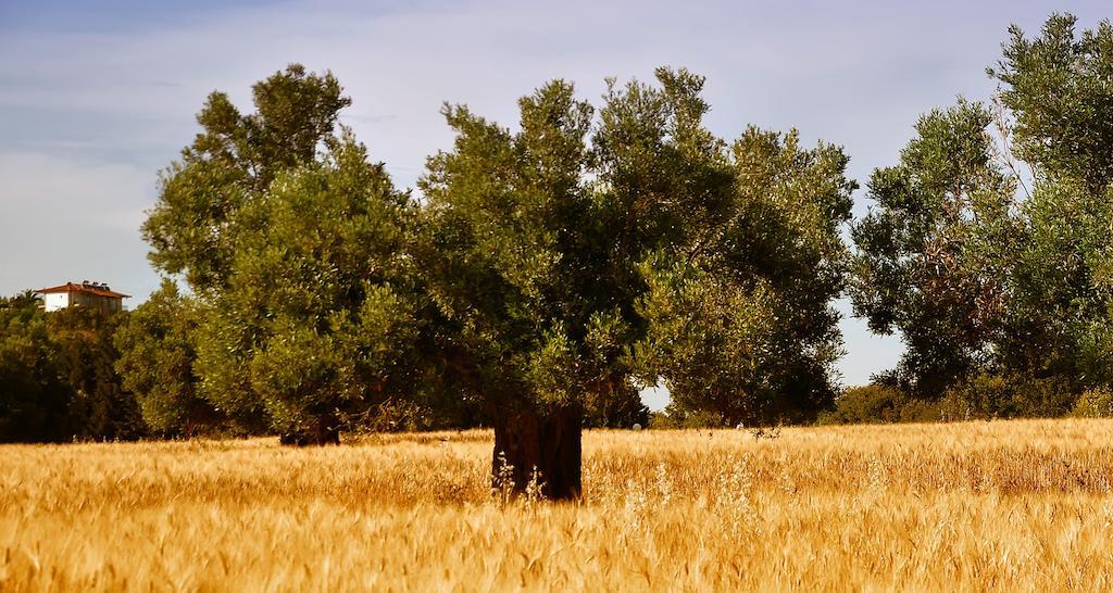 Aris Pension Agia Paraskevi  Buitenkant foto